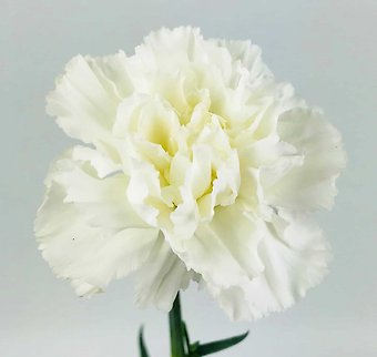 White Carnation
