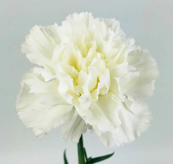 White Carnation