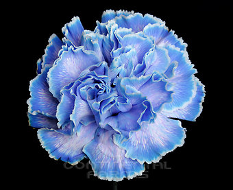 Blue Tinted Carnation