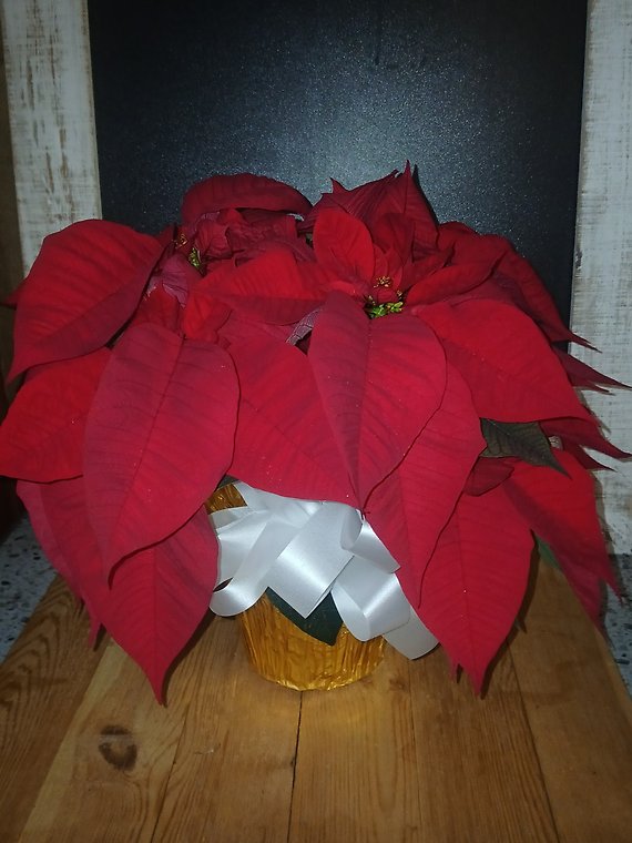 Red Poinsettia Gold Wrap