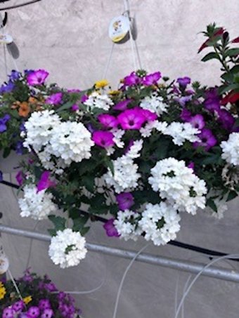 Hanging Basket 10\"