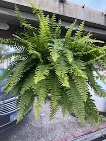 Boston Fern Hanging Basket