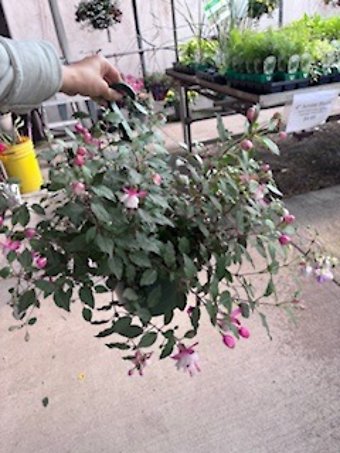 10\" Fuschia Hanging Basket