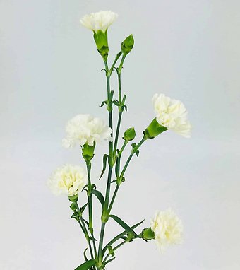 Mini Carnation White