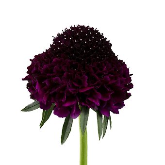 Red Velvet Scabiosa