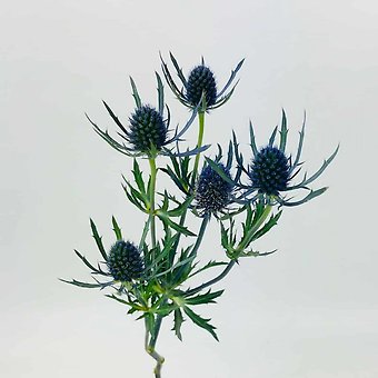 Blue Thistle