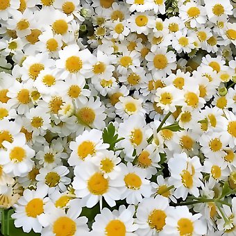 White Feverfew Daisies