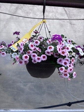 12\" Cali Mixed Basket