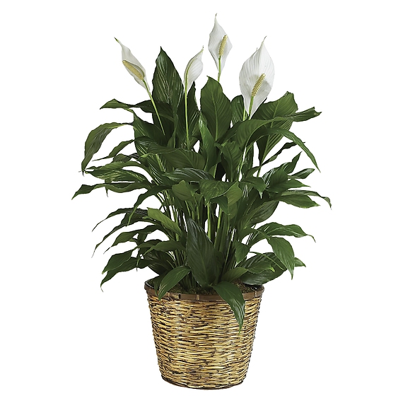 Peace Lily, Spathiphyllum - Large