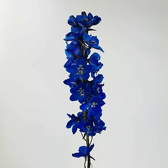Dark Blue Delphinium