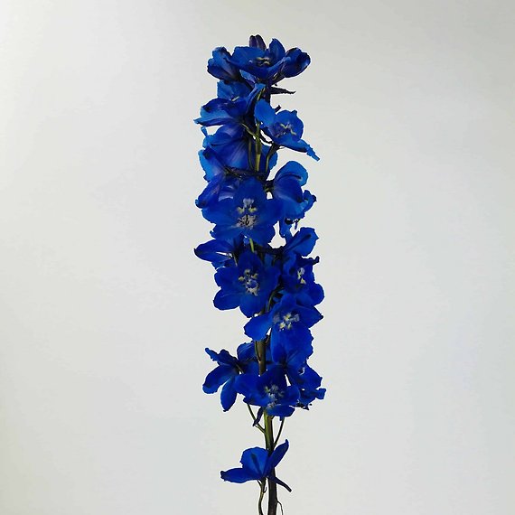 Dark Blue Delphinium