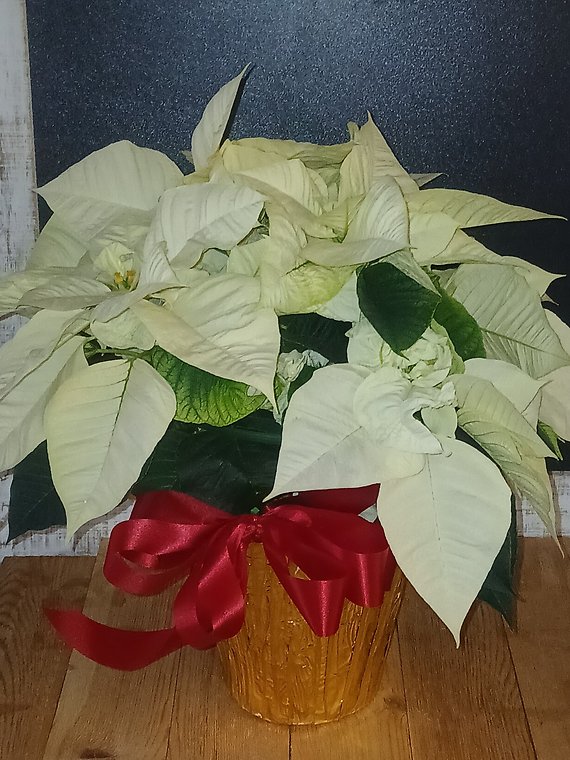 White Poinsettia Gold Wrap
