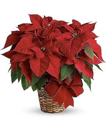 Red Poinsettia