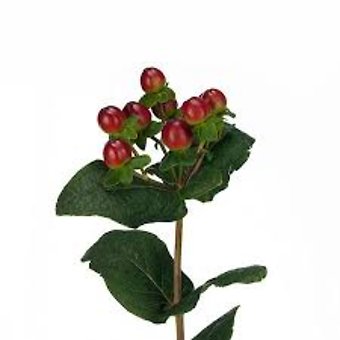 Hypericum Stem