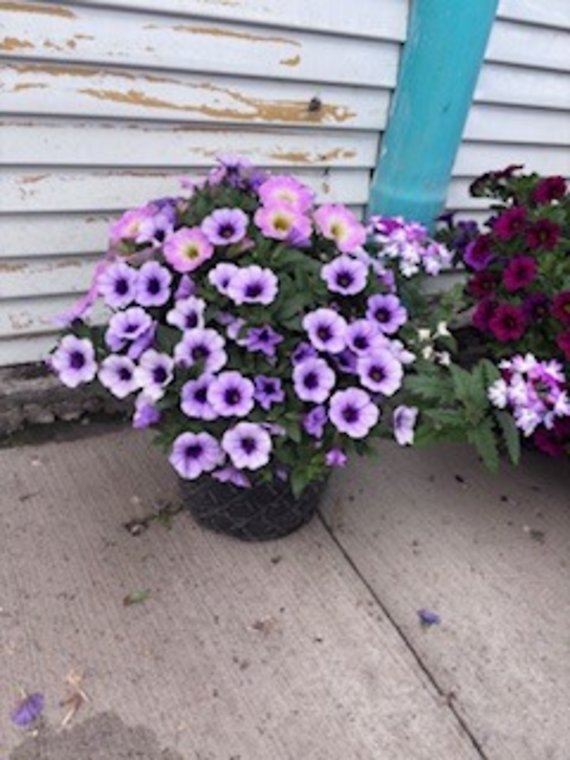 10\" Combo Patio Pot