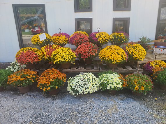 Chrysanthemums