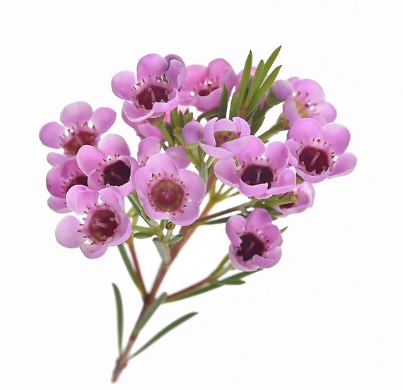 Purple Waxflower