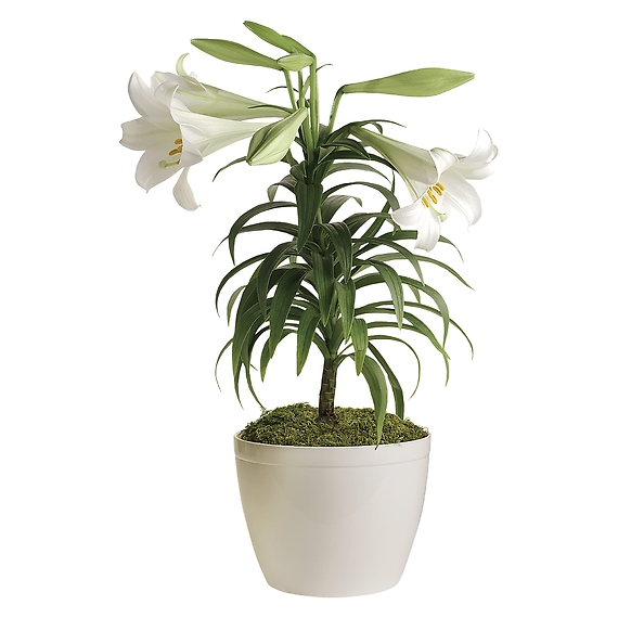 Easter Lily Plant
